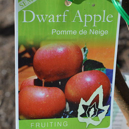 Dwarf Apple