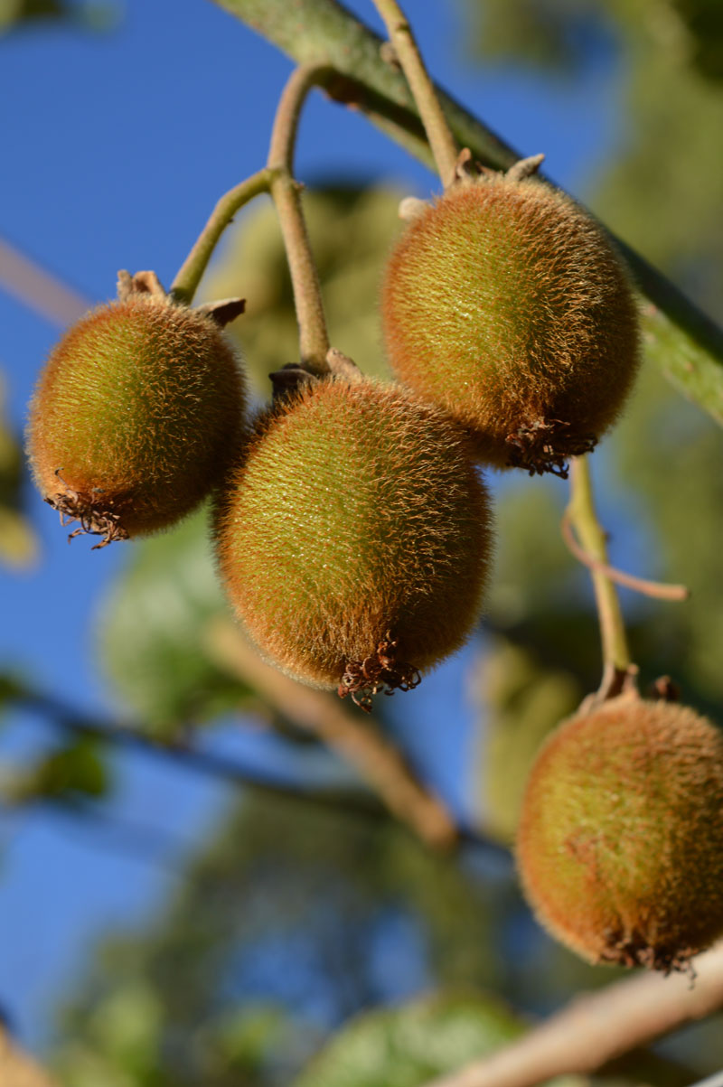 Kiwi Fruit Rayners