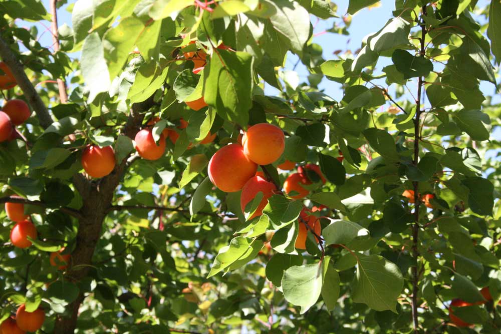 Apricots Rayners