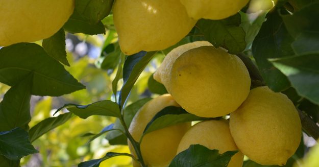buy lemon trees