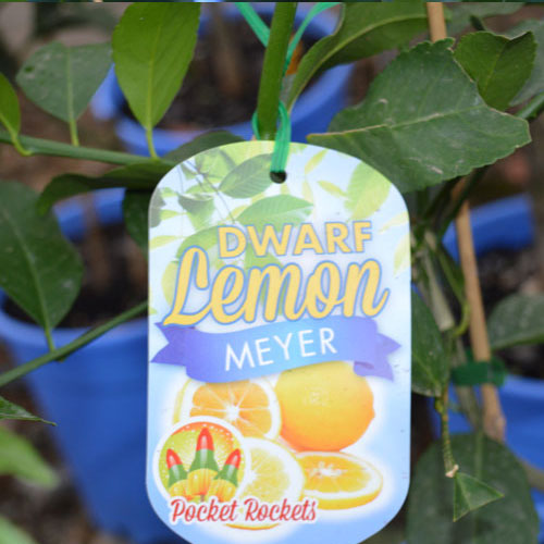 Meyer Lemons