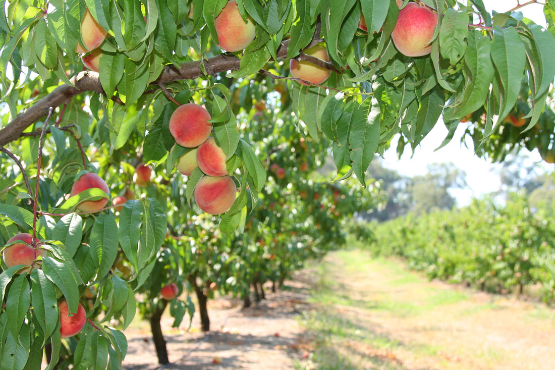 Fruit Picking Yarra Valley