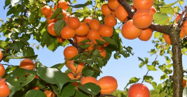 apricot trees for sale
