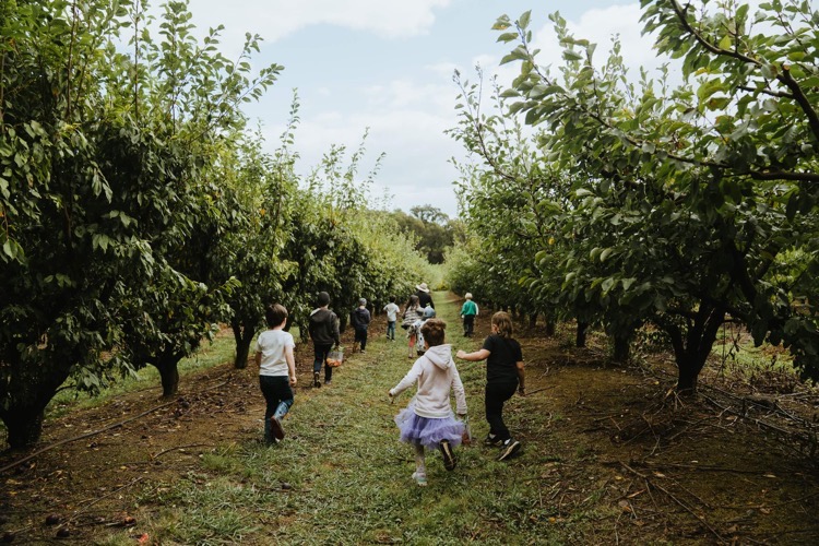 Rayners Orchard - U Pick Fruit | Orchard Tours | Fruit Picking ...